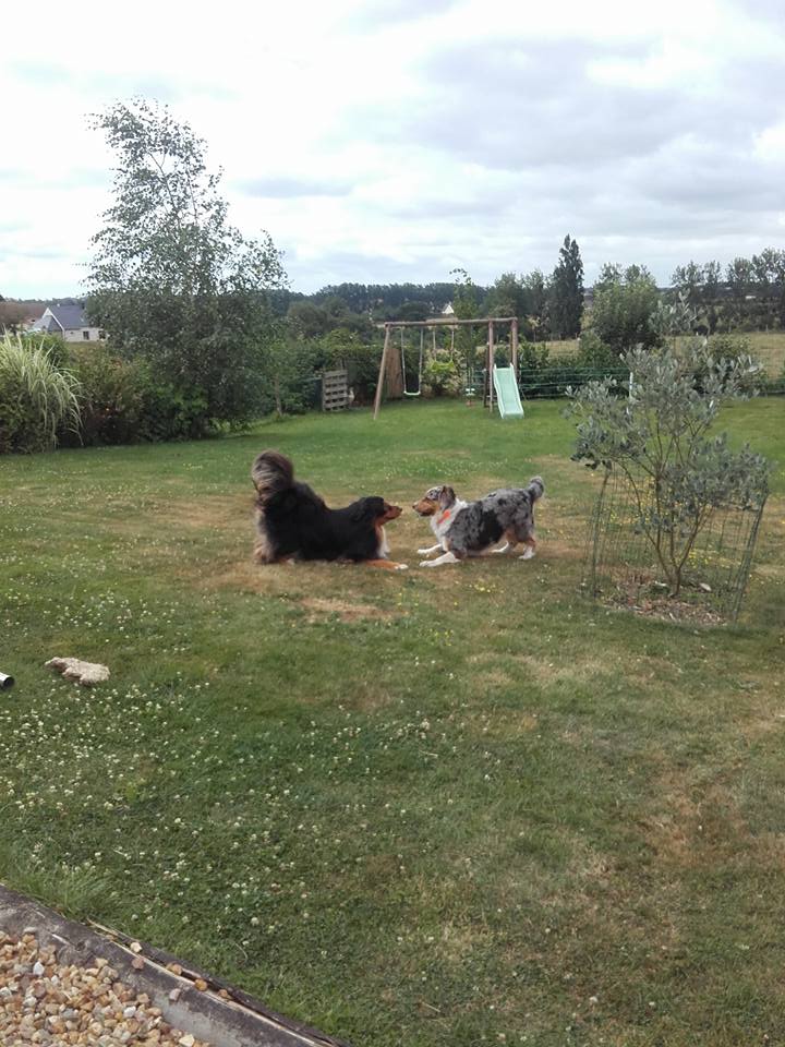 Les Aussies de Fanzie