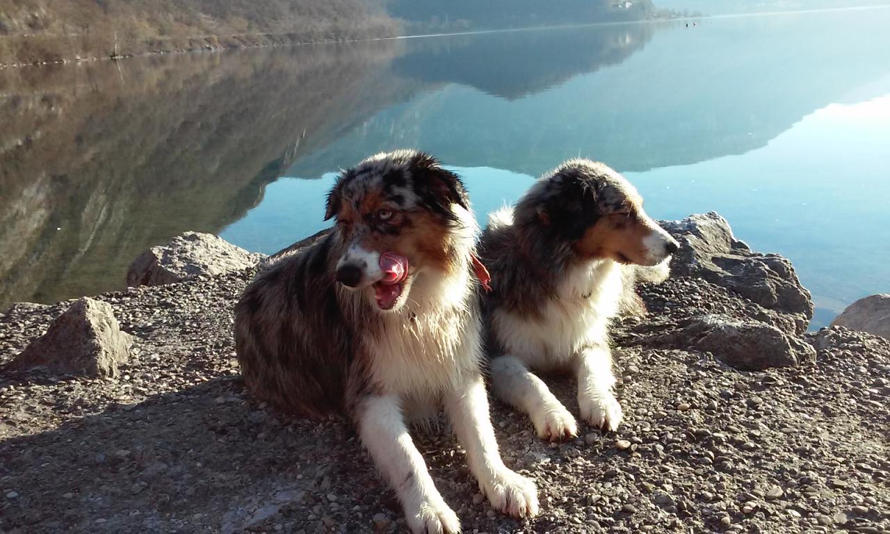 Les Aussies de Fanzie