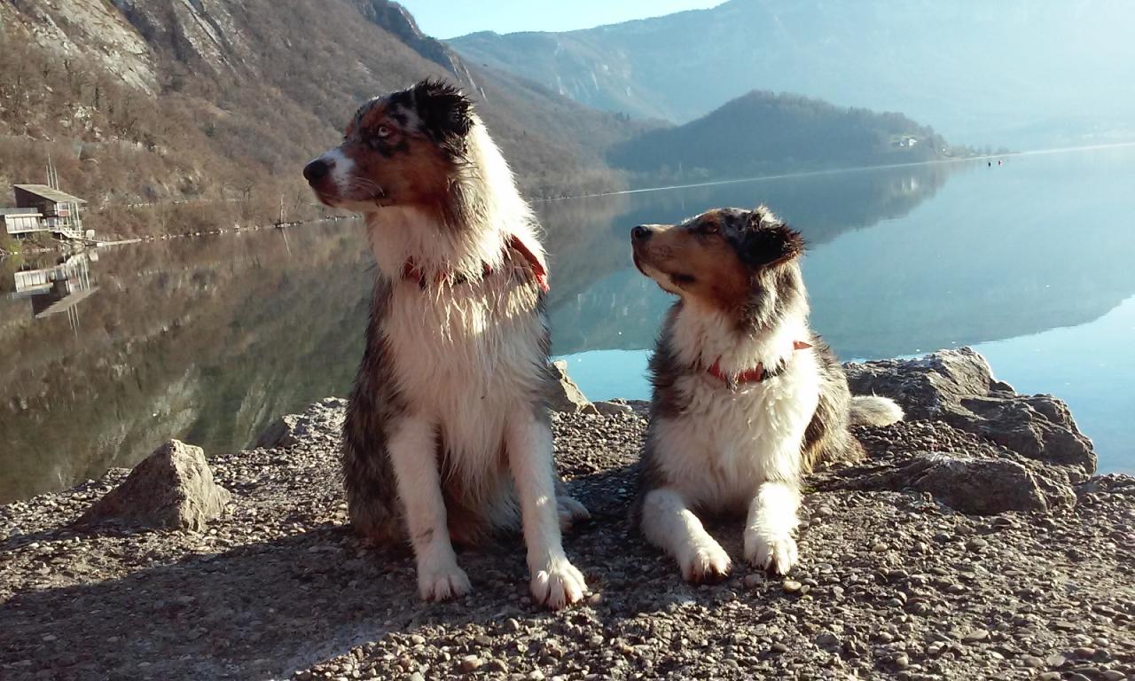 Les Aussies de Fanzie