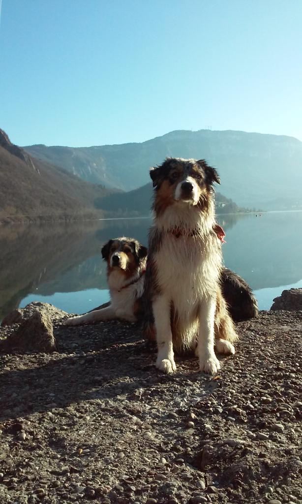 Les Aussies de Fanzie