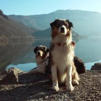 Les Aussies de Fanzie