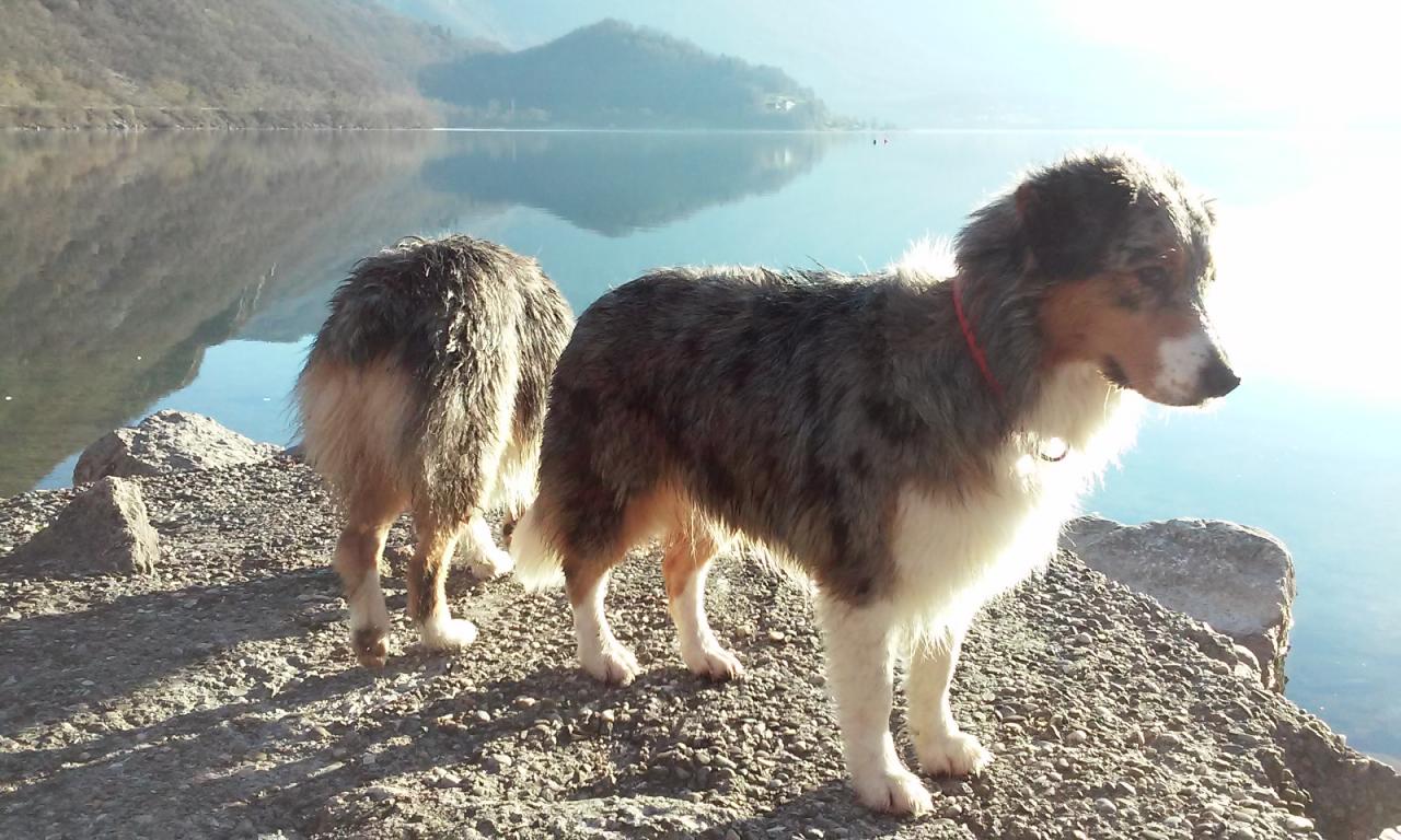 Les Aussies de Fanzie