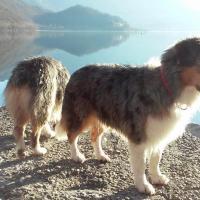 Les Aussies de Fanzie