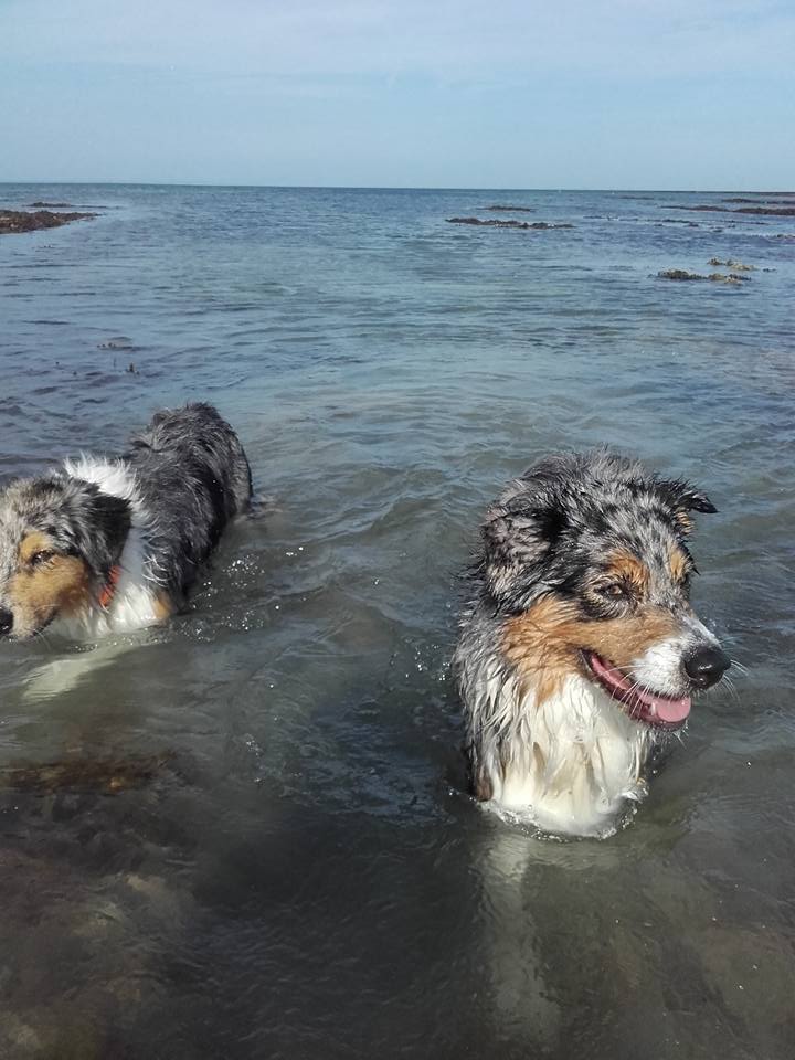 Les Aussies de Fanzie