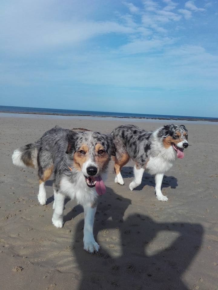 Les Aussies de Fanzie