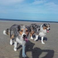 Les Aussies de Fanzie
