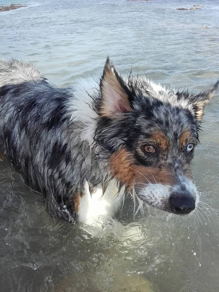 Les Aussies de Fanzie