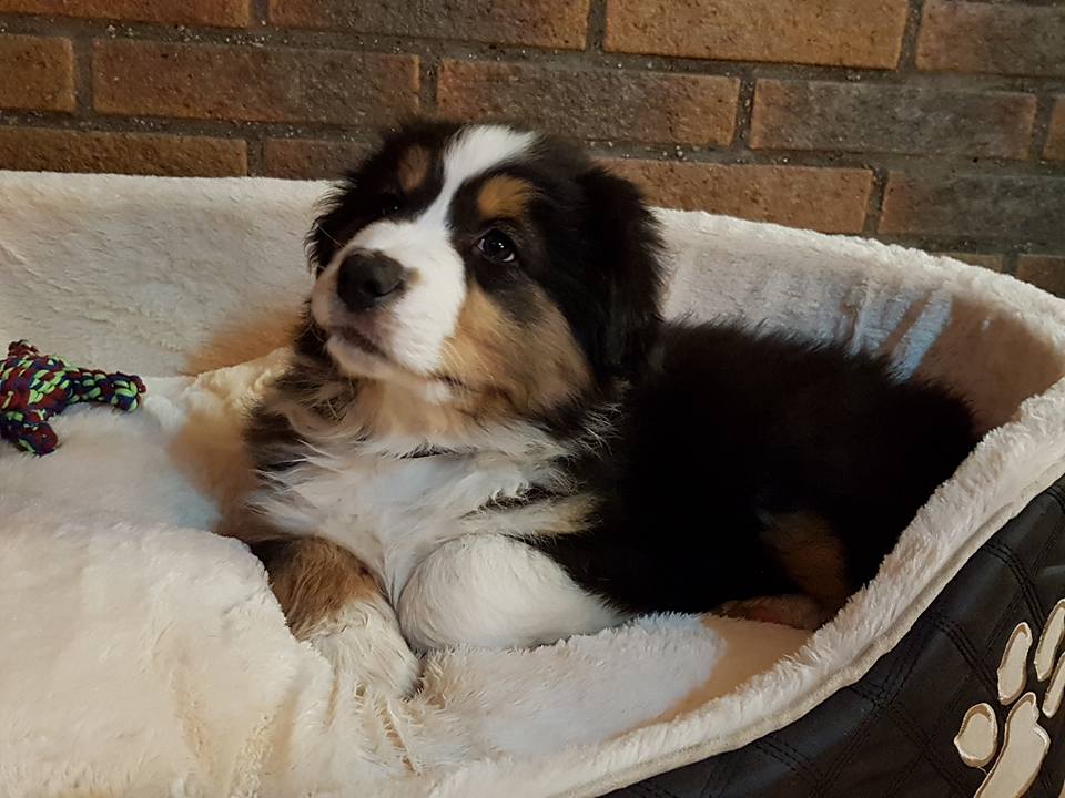 Les Aussies de Fanzie, Portée Fanzie Filao 2017