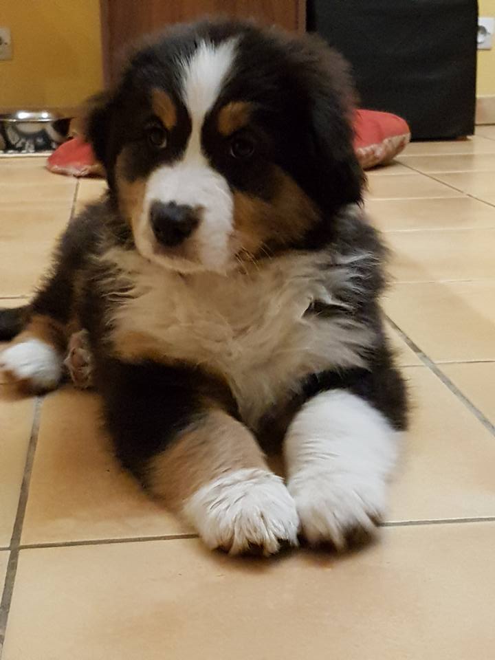 Les Aussies de Fanzie, Portée Fanzie Filao 2017