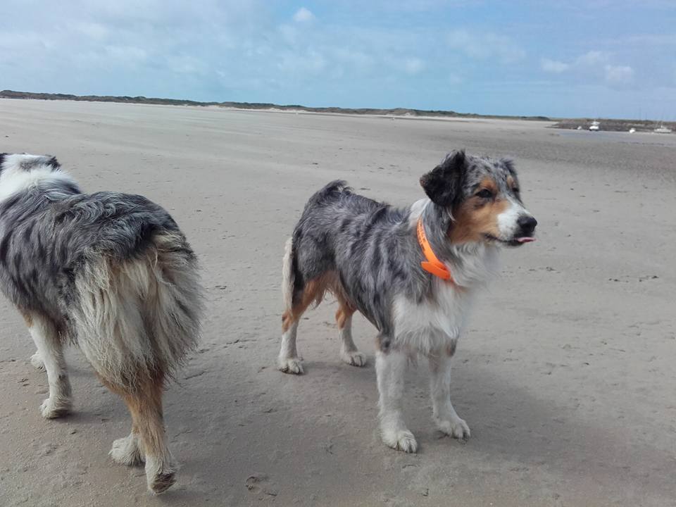 Les Aussies de Fanzie