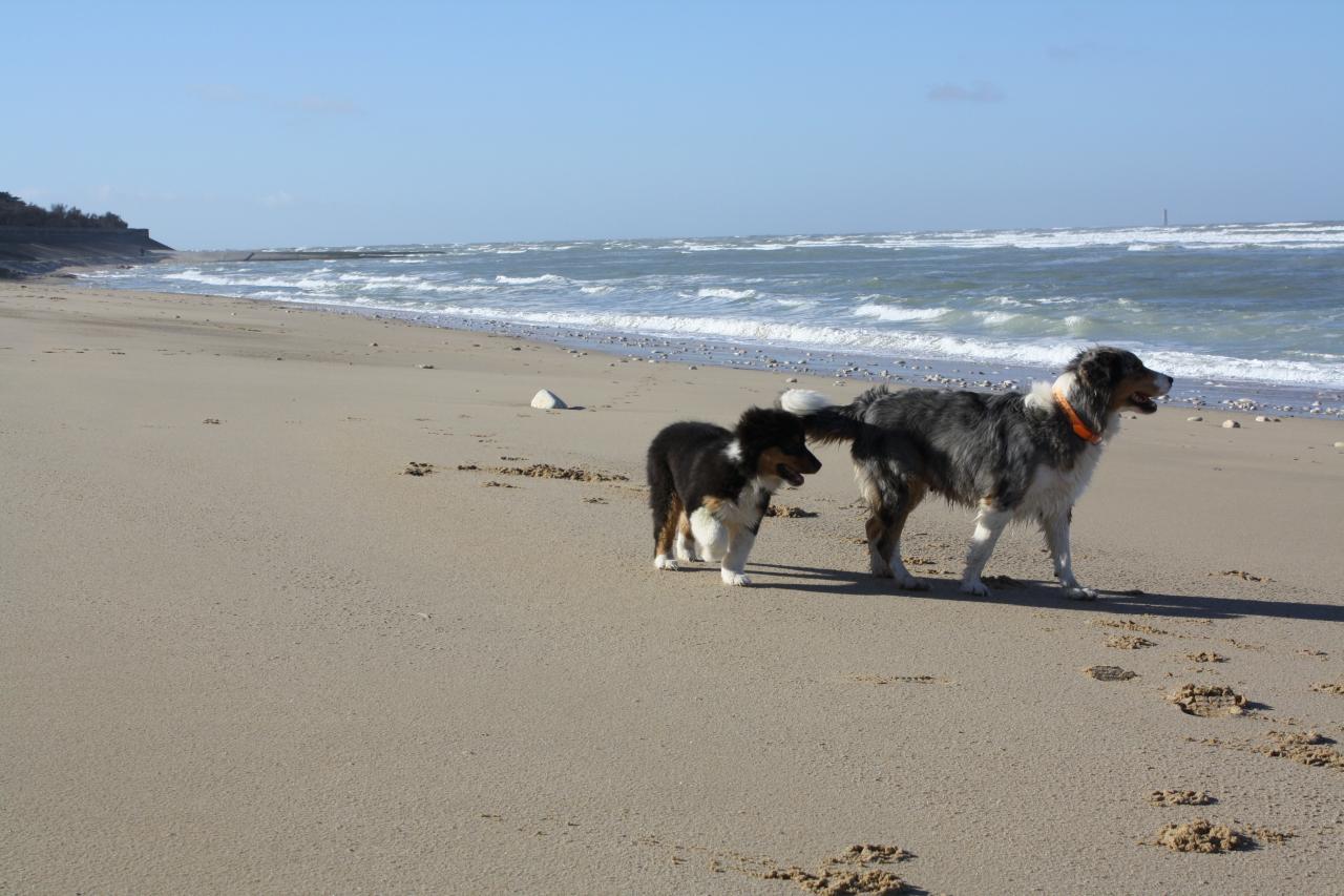 Les Aussies de Fanzie