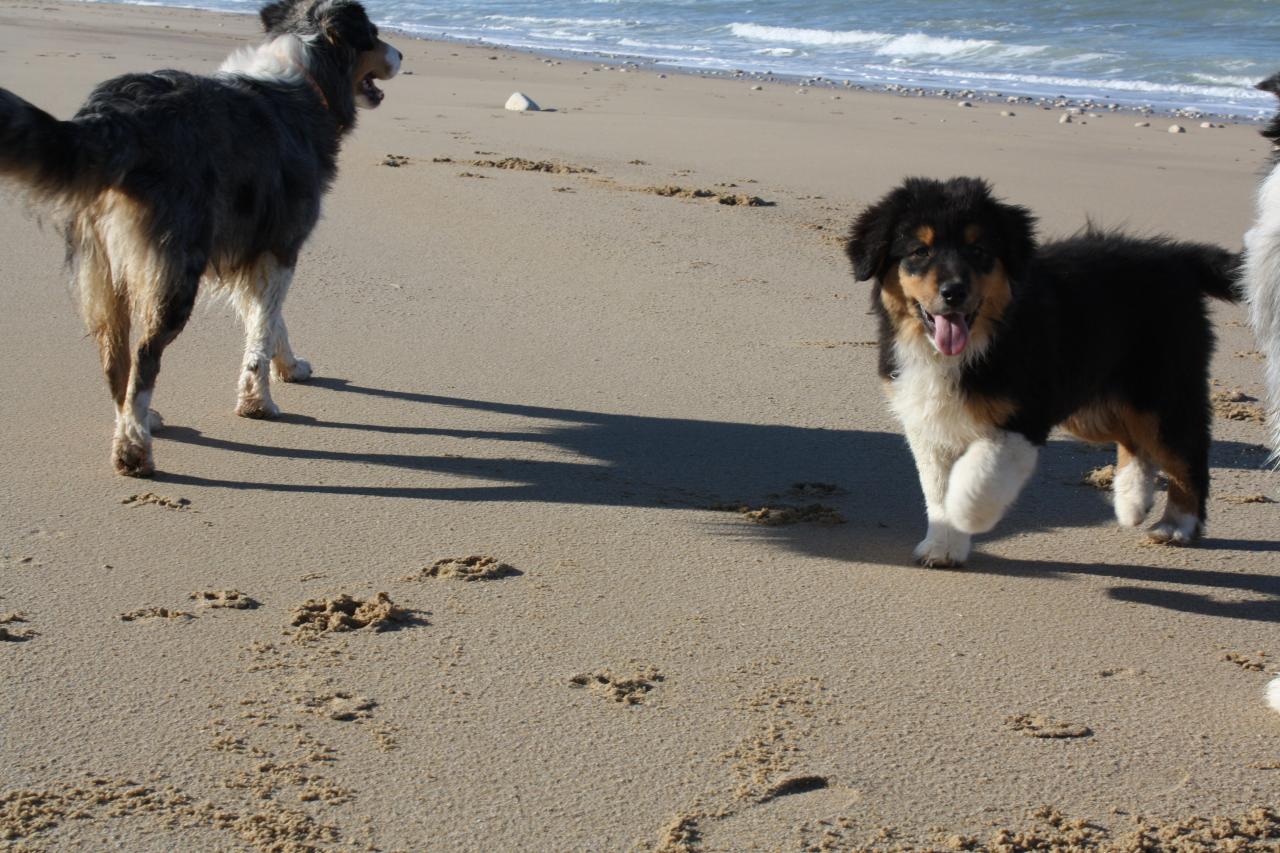 Les Aussies de Fanzie
