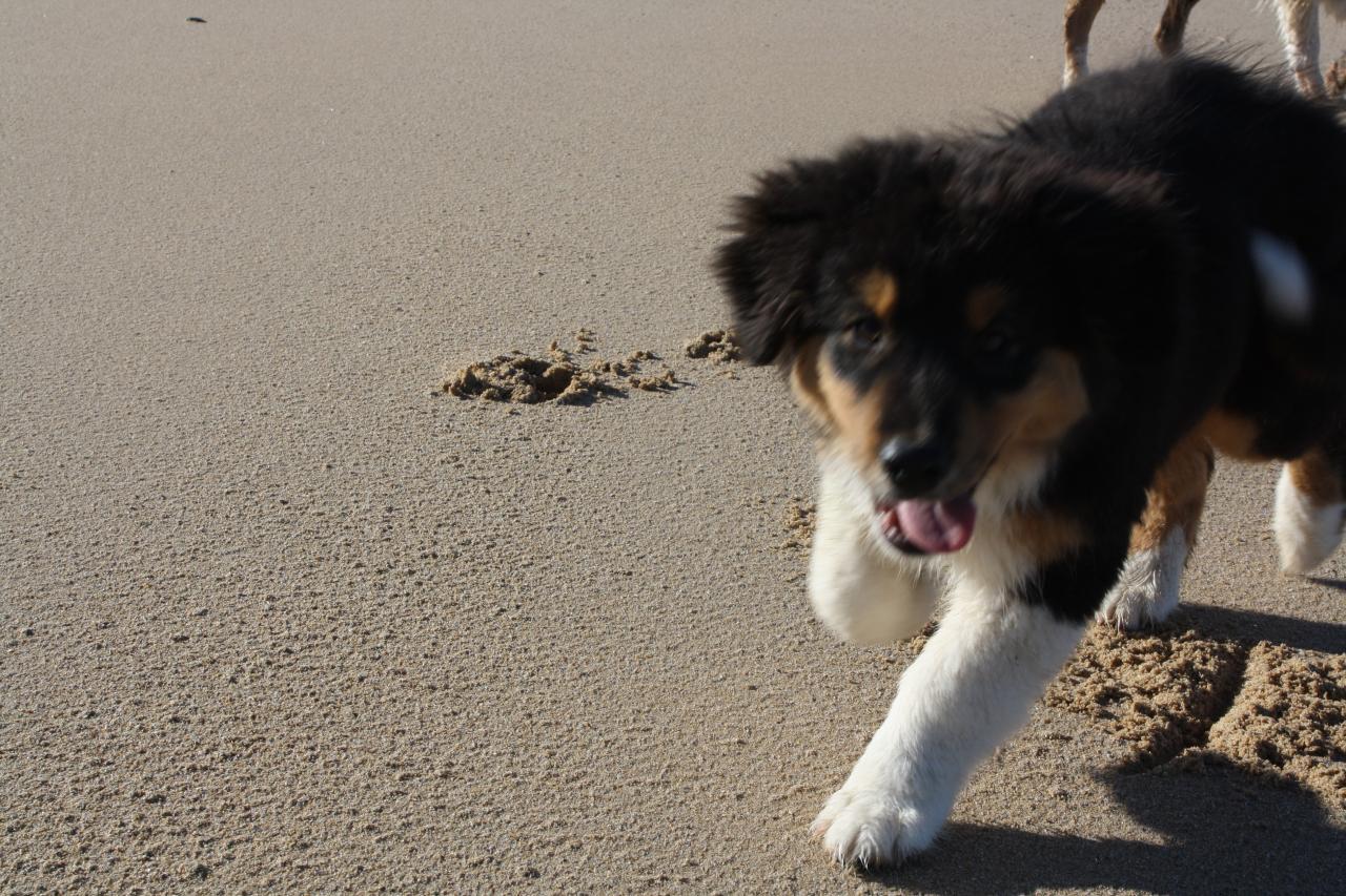 Les Aussies de Fanzie