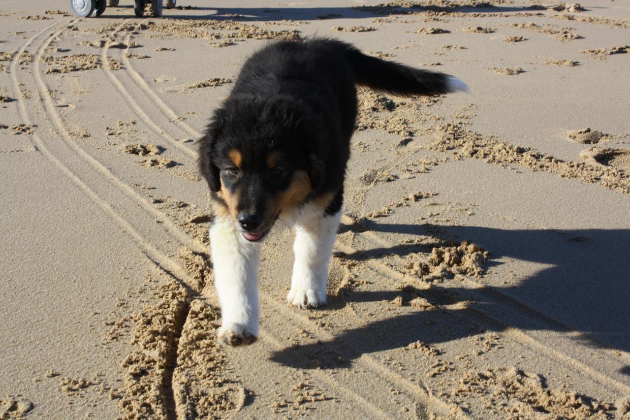 Les Aussies de Fanzie