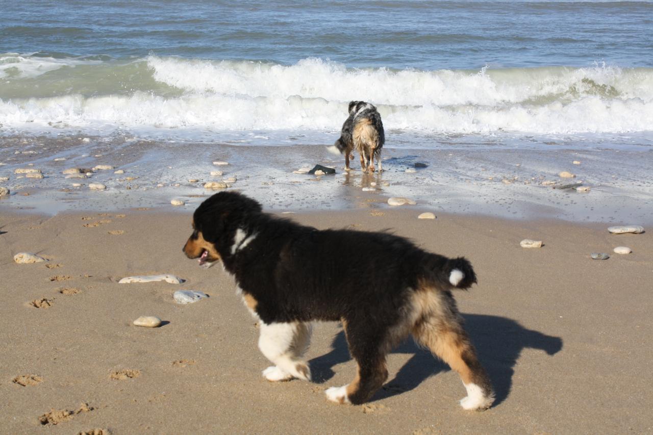 Les Aussies de Fanzie