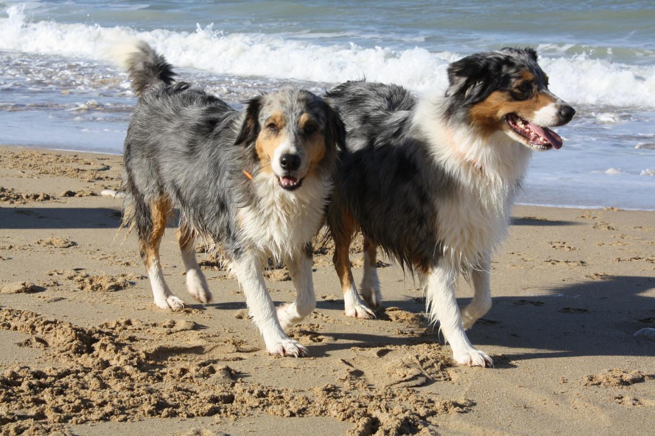 Les Aussies de Fanzie