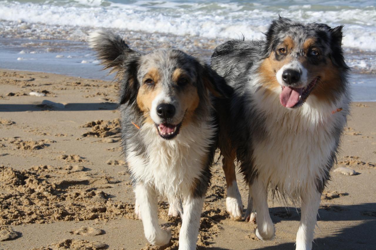 Les Aussies de Fanzie