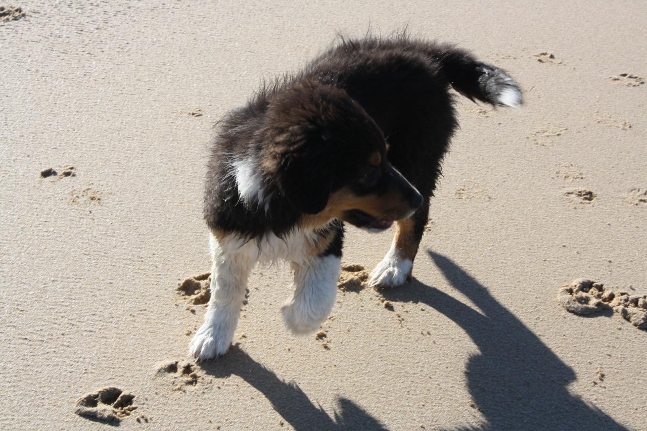 Les Aussies de Fanzie