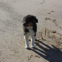 Les Aussies de Fanzie