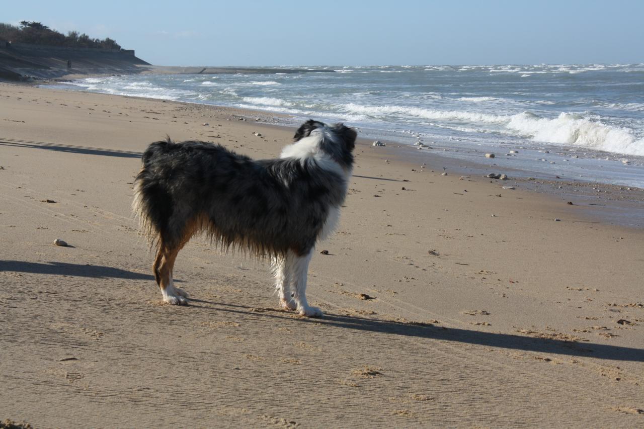 Les Aussies de Fanzie