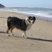 Les Aussies de Fanzie