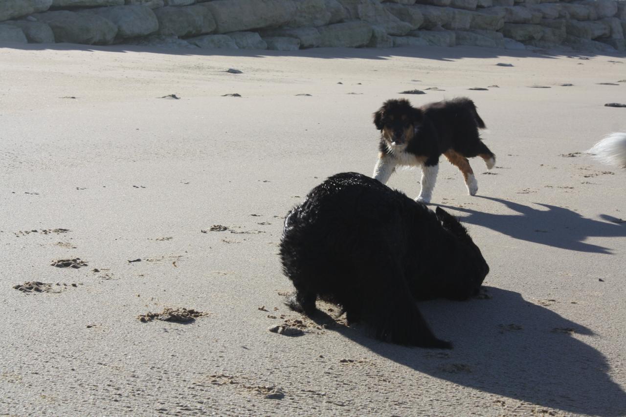 Les Aussies de Fanzie