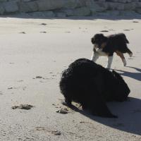 Les Aussies de Fanzie