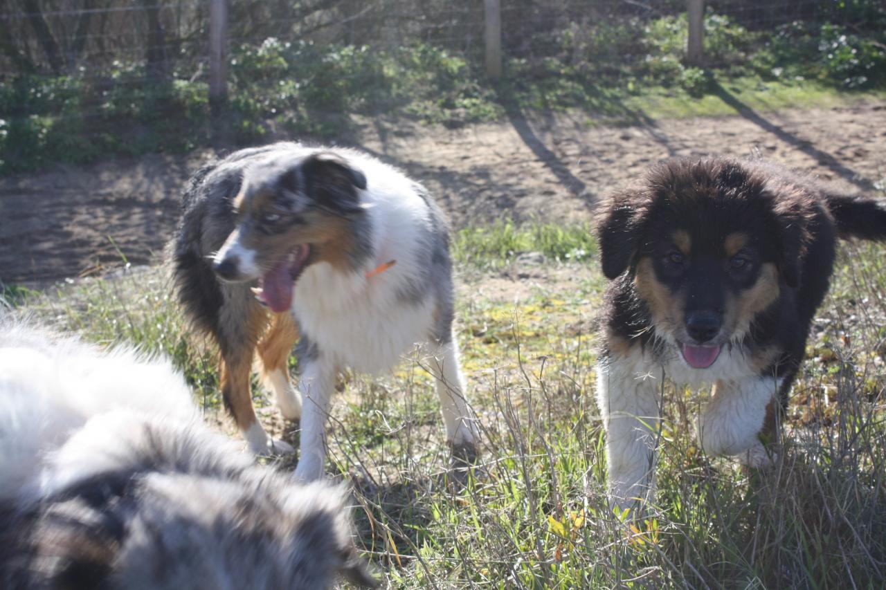 Les Aussies de Fanzie