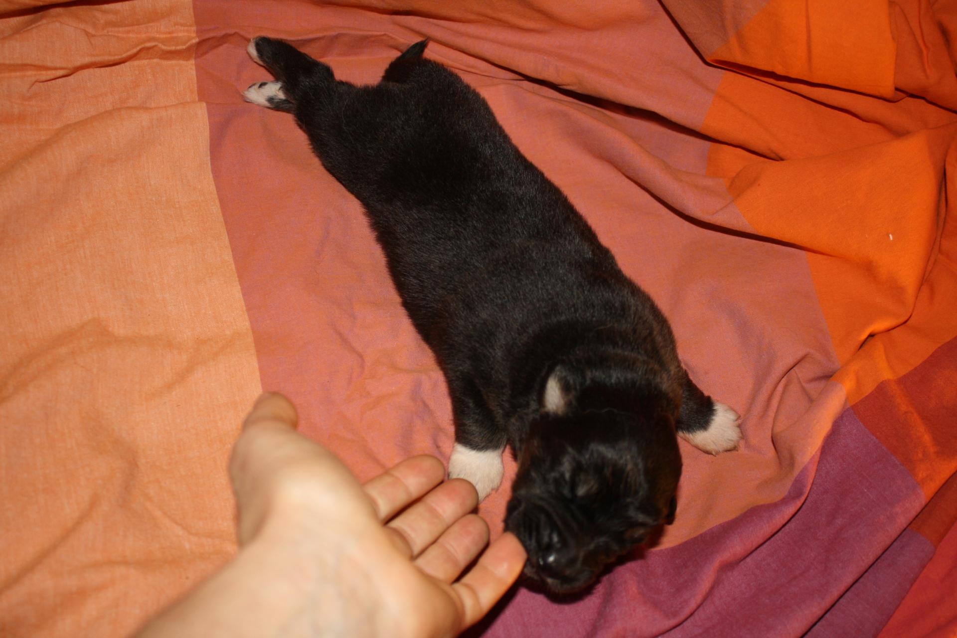 Pimpelle femelle noir tri (4)