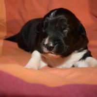 Pirouette femelle noir bi ql (3)