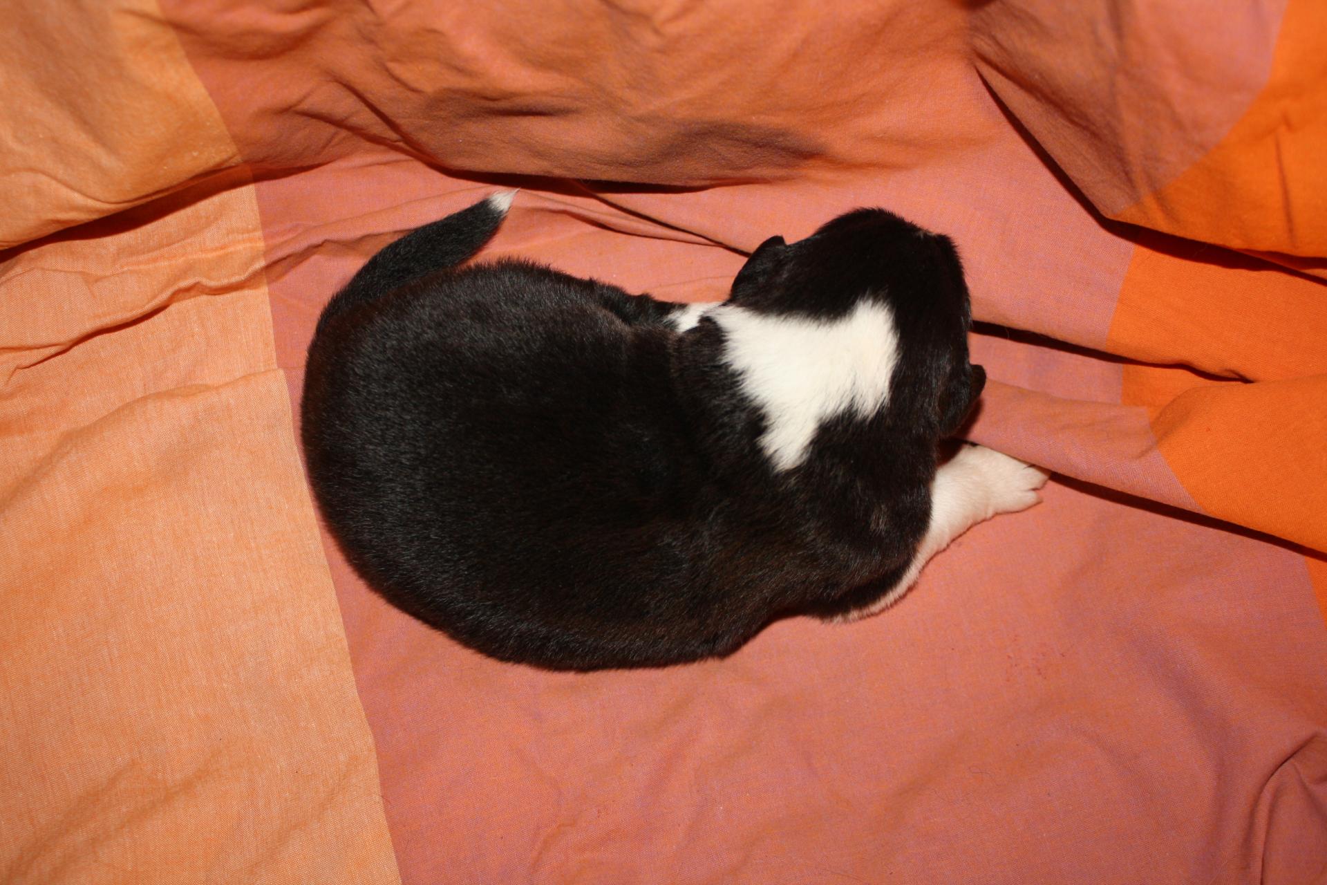 Pirouette femelle noir bi ql (4)
