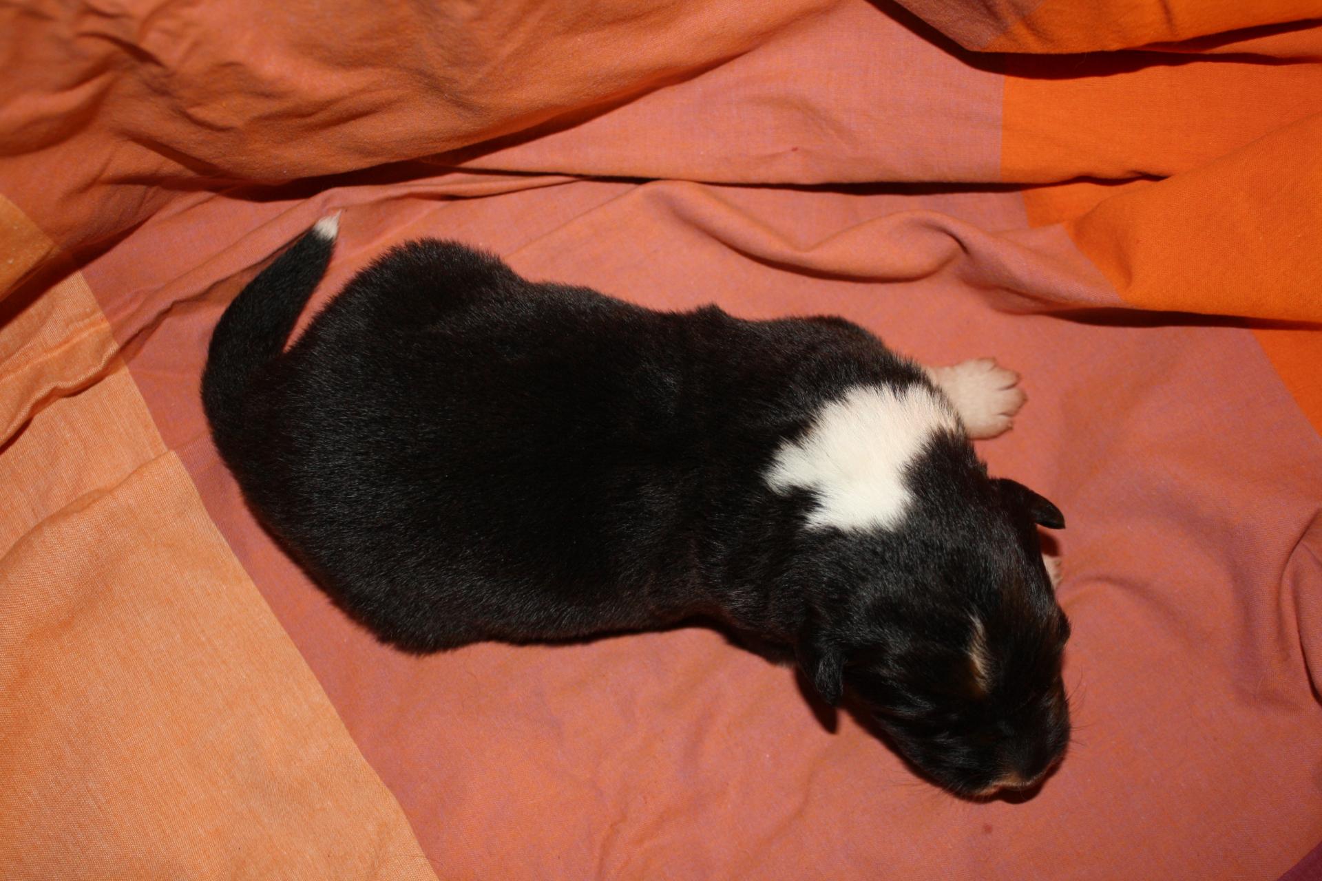 Pirouette femelle noir bi ql (5)