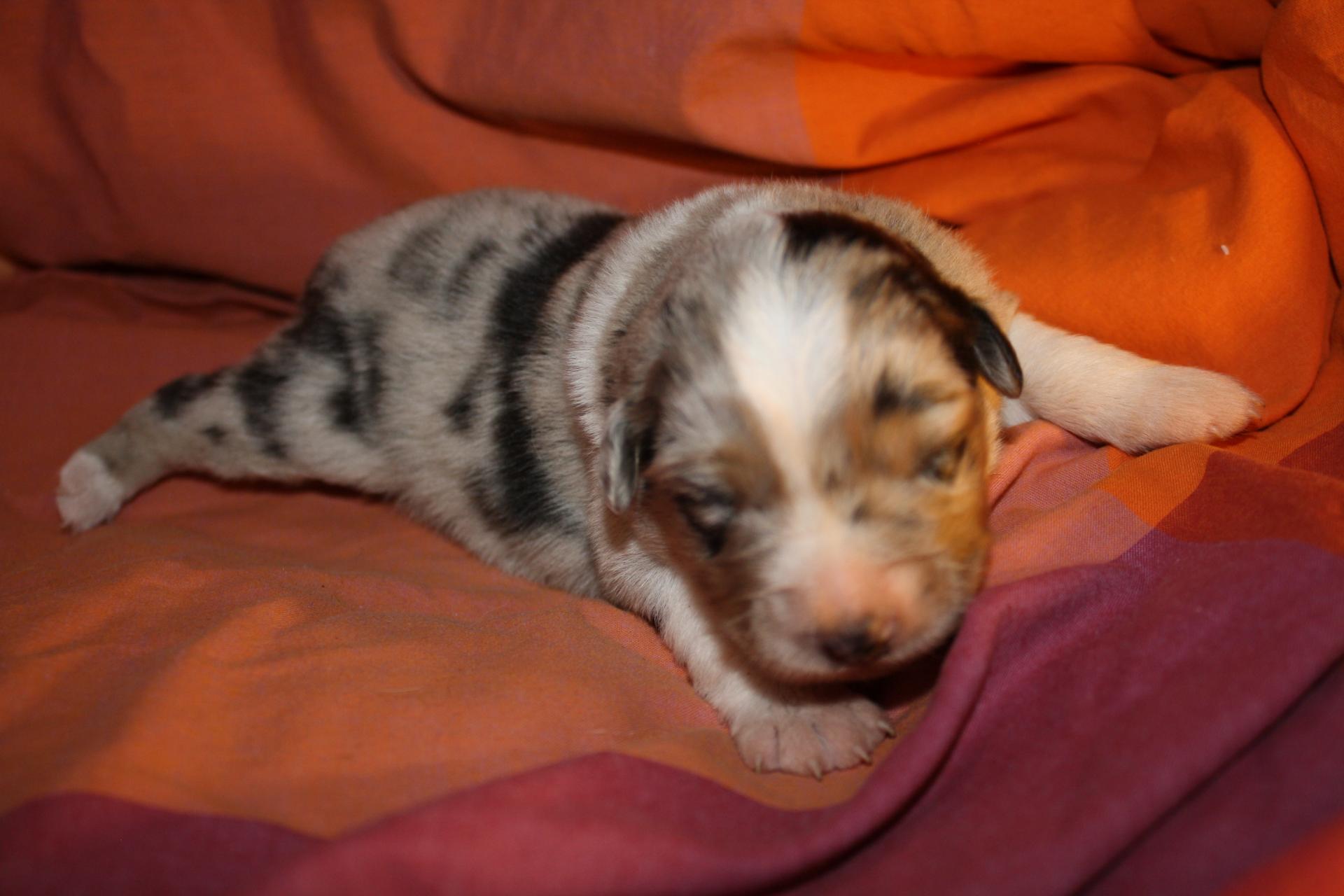 Praline femelle bleue QC (3)