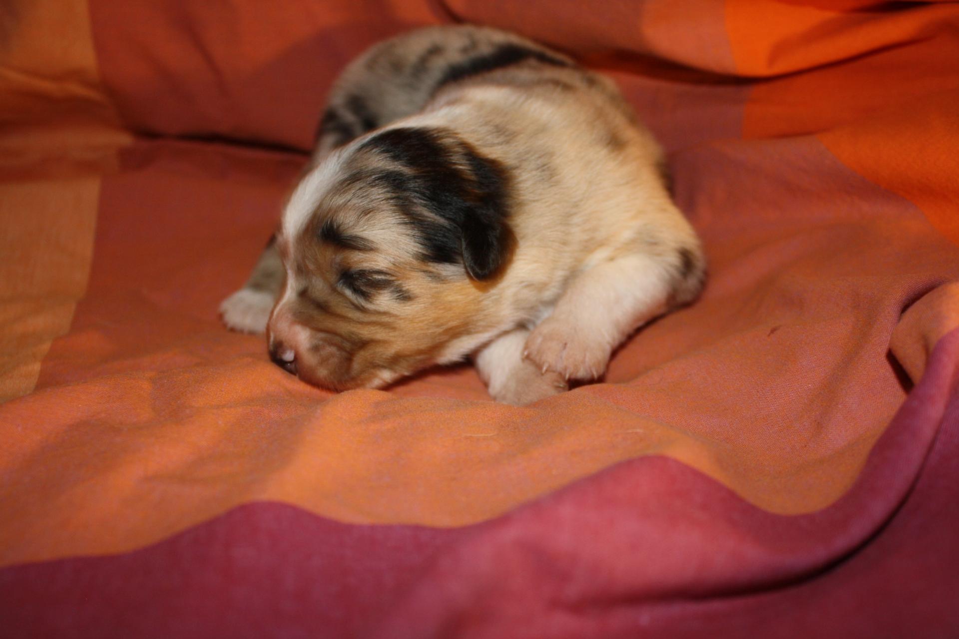 Praline femelle bleue QC (4)