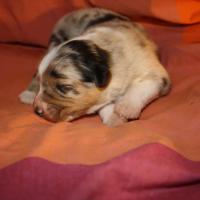 Praline femelle bleue QC (4)