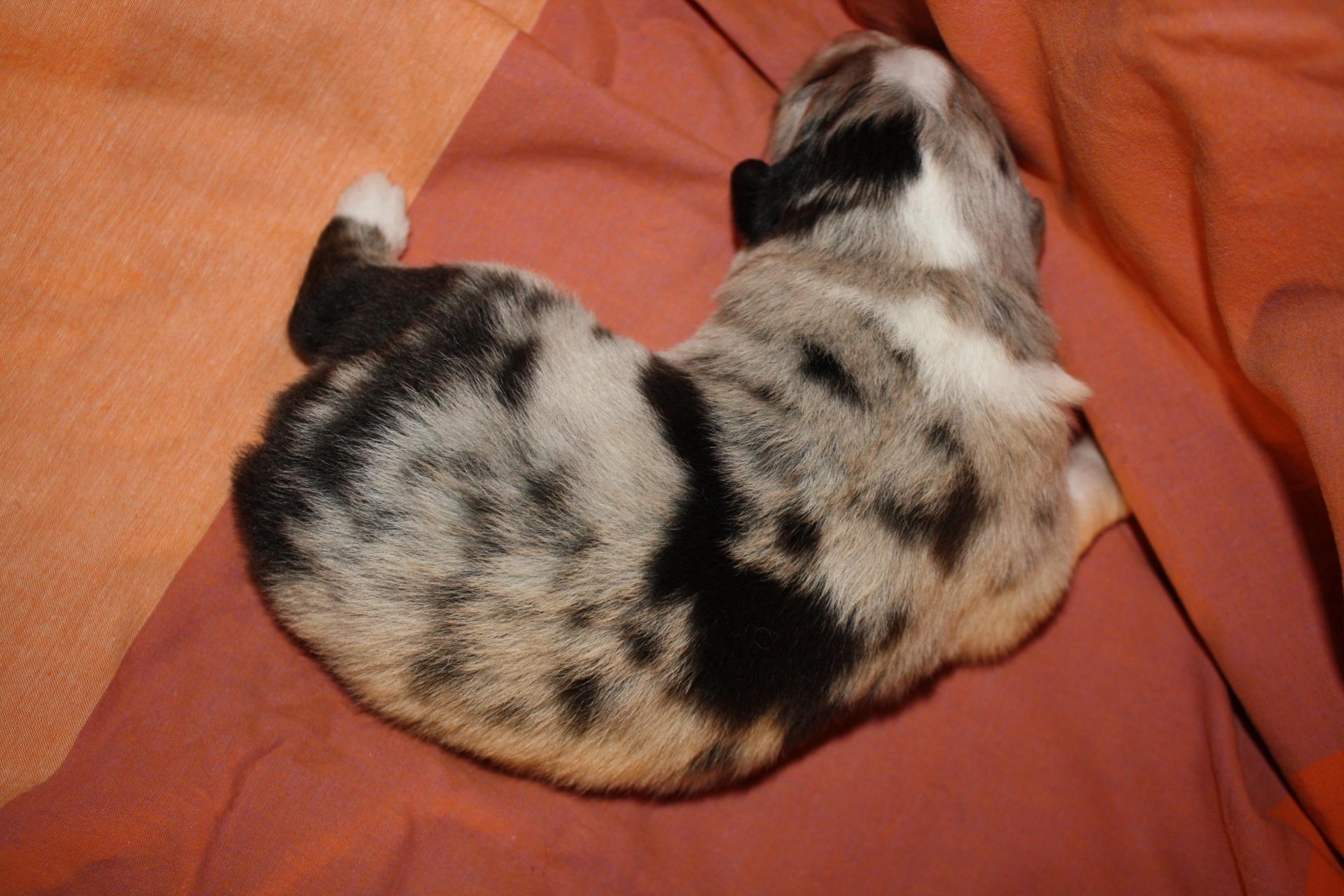 Praline femelle bleue QC (6)