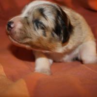 Praline femelle bleue QC (7)