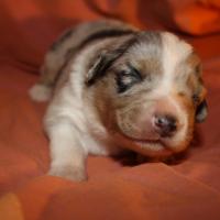 Praline femelle bleue QC (8)