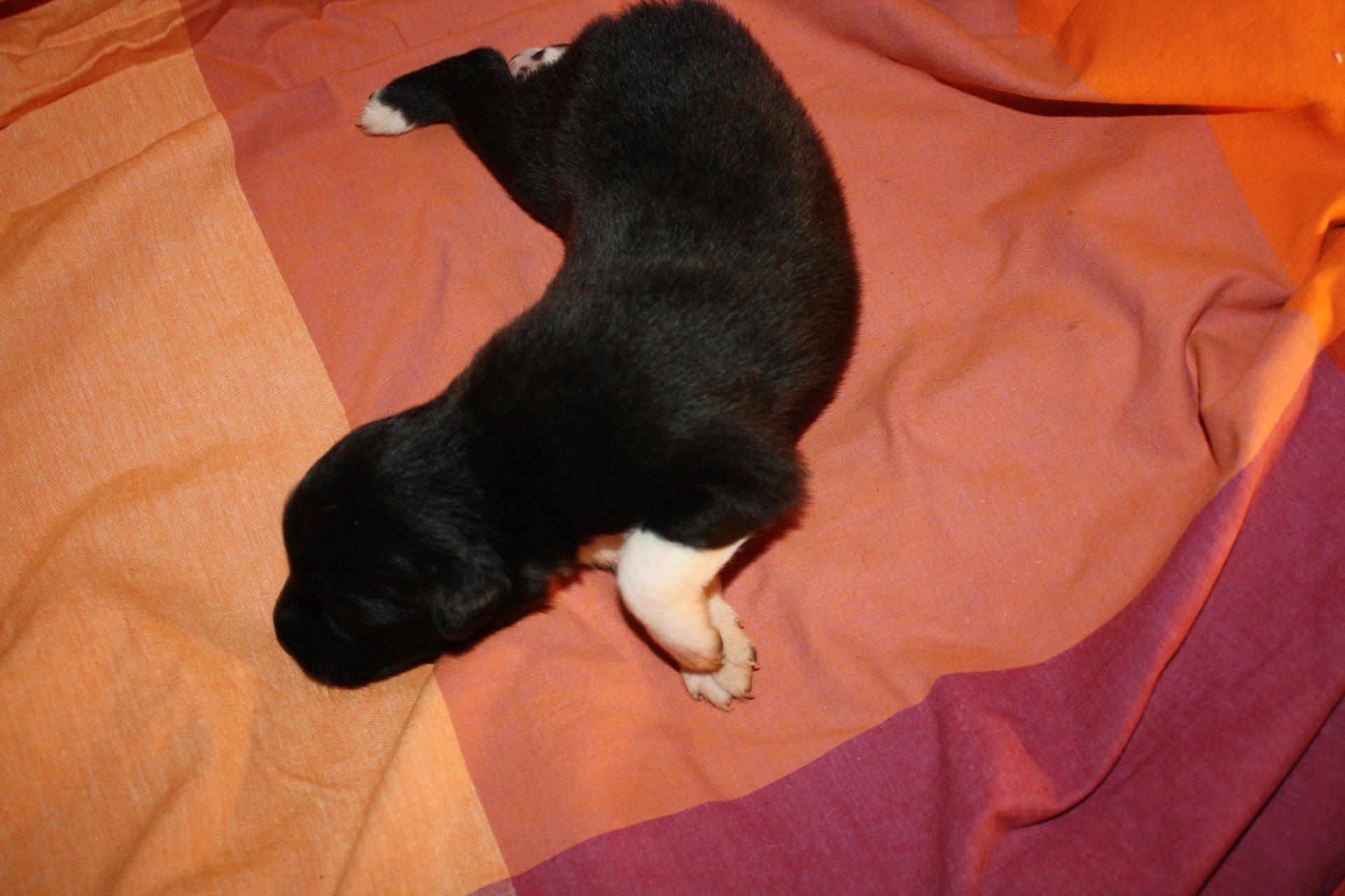 Princesse femelle noir bi QC (2)