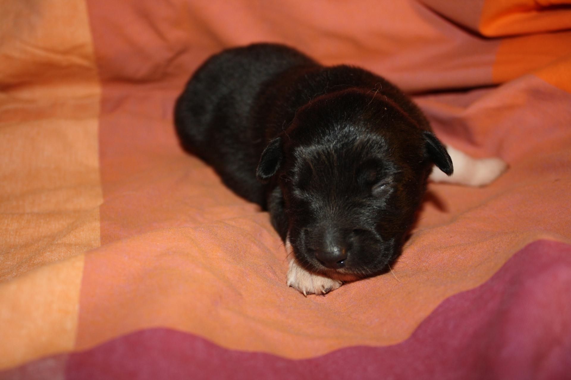 Princesse femelle noir bi QC (6)