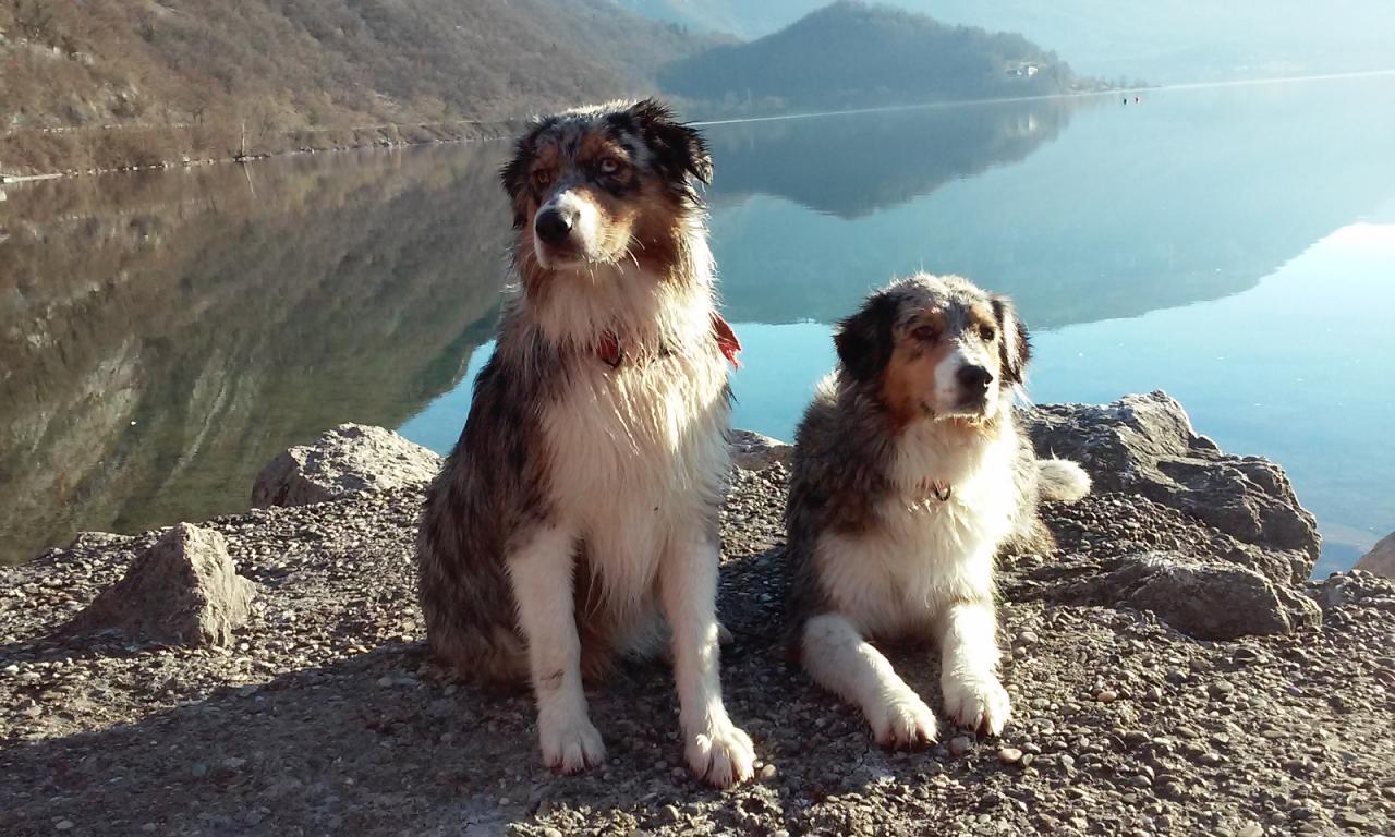 Les Aussies de Fanzie